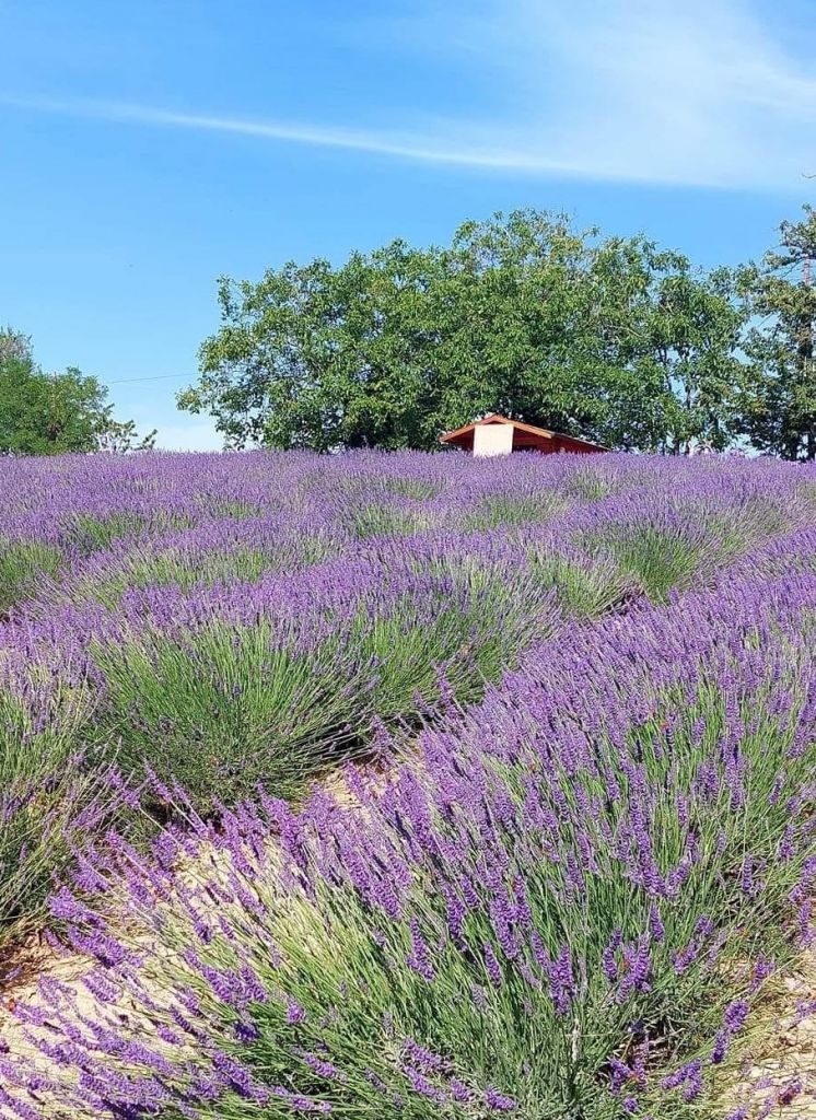 “Le colline, la lavanda, i pennelli”