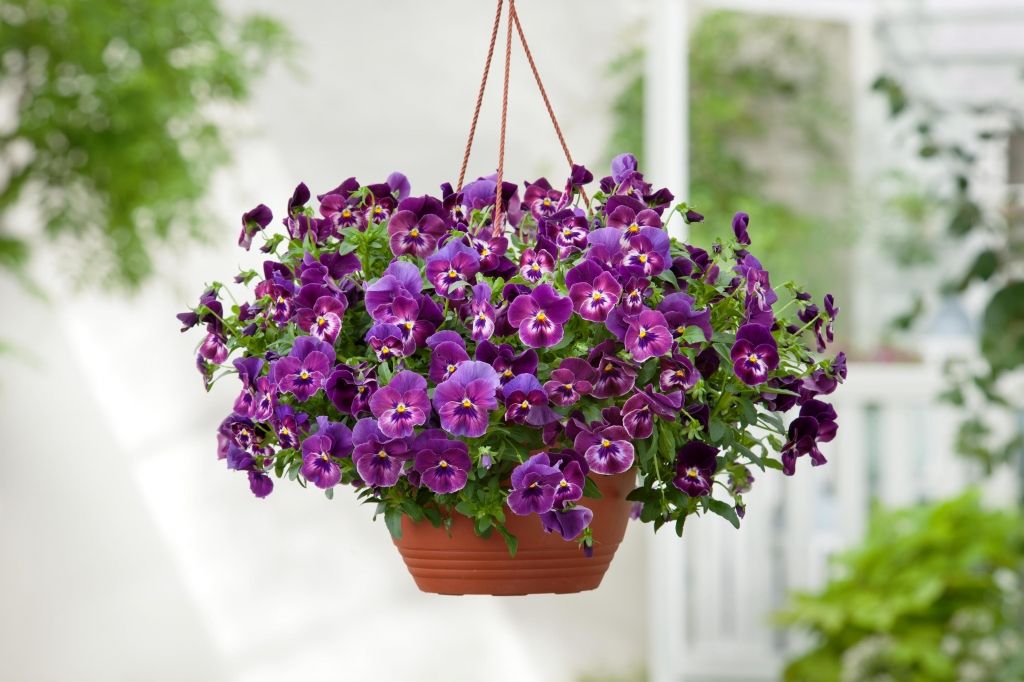 100 sfumature di Viole